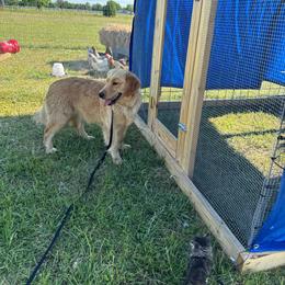 Treble - Golden female Golden Retriever puppy in Tulsa, Oklahoma from Enchanted Goldens & Corgis