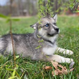 Siberian Husky Puppies from Joyful Willow Farm Huskies