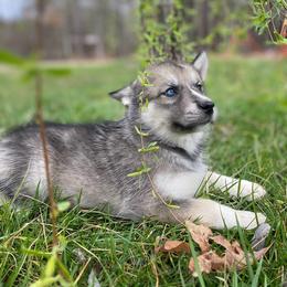 Siberian Husky Puppies from Joyful Willow Farm Huskies
