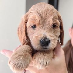 Oak - Light Blue Collar - Apricot male Goldendoodle puppy in Auburn, California from Golden Acre Doodles