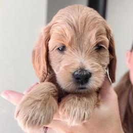 Oak - Light Blue Collar - Apricot male Goldendoodle puppy in Auburn, California from Golden Acre Doodles