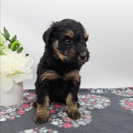 Periwinkle - Phantom female Bernedoodle puppy in Granton, Wisconsin from Rose River Farms