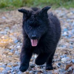 Loysville - Black male Mudi puppy in Gatlinburg, Tennessee from Greenbrier