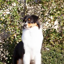 Ember - Australian Shepherd