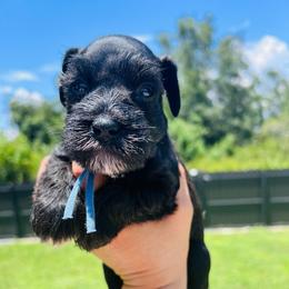 Blac white 2 - Black and silver male Miniature Schnauzer puppy in Lehigh Acres, Florida from Regency Schnauzer