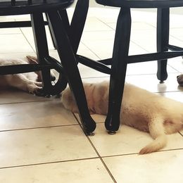 Golden Retriever Puppies from Sims Golden Retrievers