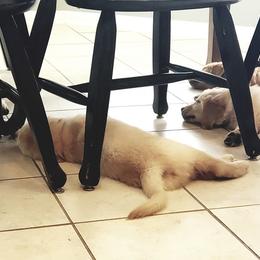 Golden Retriever Puppies from Sims Golden Retrievers