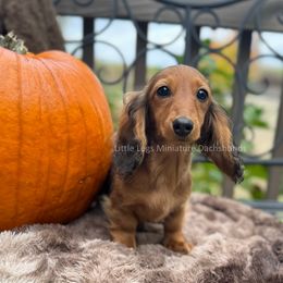 Dachshund Puppies from Little Legs Miniature Dachshunds