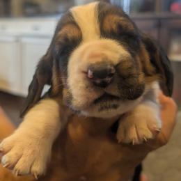 Chad- Blue Collar - Black tan and white male Basset Hound puppy in Duchesne, Utah from HI Desert Hounds