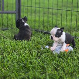 Prada - Black and white female Boston Terrier puppy in Portland, Indiana from 8 Bar M Ranch LLC.
