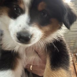 Miniature American Shepherd Puppies from Mini Aussie Florida