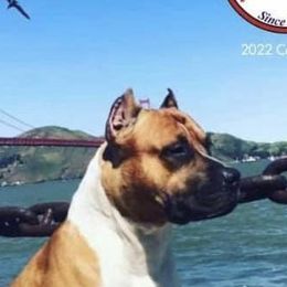 vino - American Staffordshire Terrier