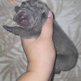 Phantom - Blue male Chinese Shar-Pei puppy in Salem, Ohio from WrinkleMonsters
