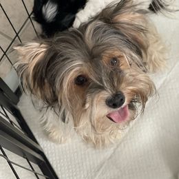 Cora - Yorkshire Terrier