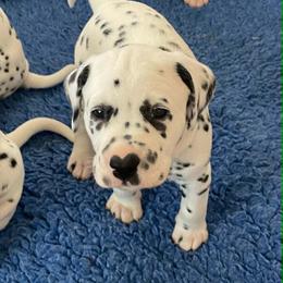 Daffodil (yellow girl) - White and black female Dalmatian puppy in Acampo, California from Gateway Farm Dalmatians