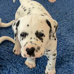 Daffodil (yellow girl) - White and black female Dalmatian puppy in Acampo, California from Gateway Farm Dalmatians