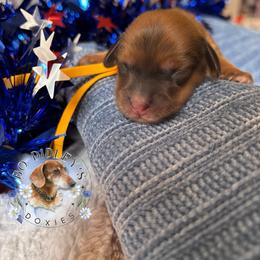 Brave - Red male Dachshund puppy in Clarksdale, Mississippi from Bo Didley's Doxies