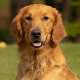 Golden Retrievers and Labrador Retrievers from Rucker Retrievers