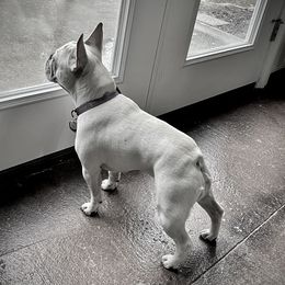 Vayda - French Bulldog