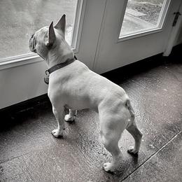 Vayda - French Bulldog
