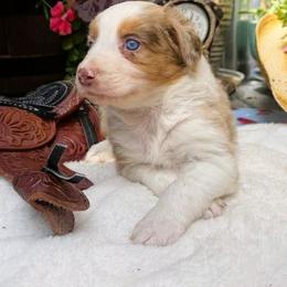 Bridle - Red merle female Australian Shepherd puppy in Boise, Idaho from Black Canyon Corral Aussies