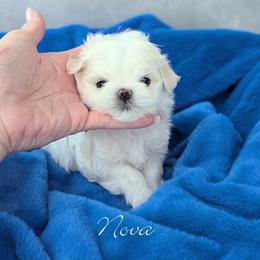 Nova - White male Maltese puppy in Eureka, California from Bratpack Babydolls