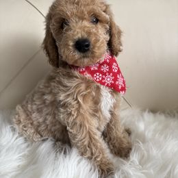 Ze - Apricot male Goldendoodle puppy in Davie, Florida from Daviegoldendoodles