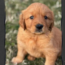 Sprint (black collar) - Dark golden male Golden Retriever puppy in Walla Walla, Washington from The Sayler Farm