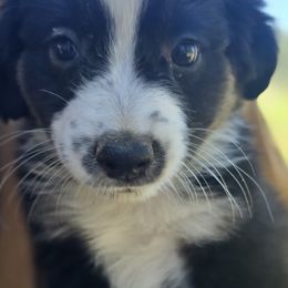 Miniature Australian Shepherd Puppies from D & L Mini Aussies