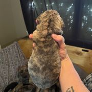 Pequeño - Tiger male Perro de Presa Canario puppy in Lenexa, Kansas from Medianoche GatoPerros