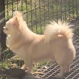 Jag - Chihuahua