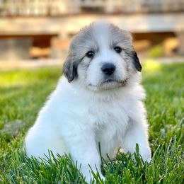 Boy 9 - White male Great Pyrenees puppy in Cedar City, Utah from Forestwood Farms Great Pyrenees