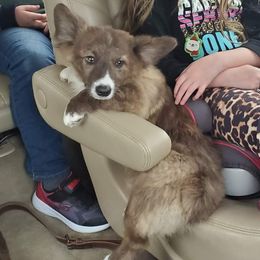Lassie - American Corgi