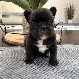Chocolate - Fawn female French Bulldog puppy in Smithfield, North Carolina from Roughneck Frenchies