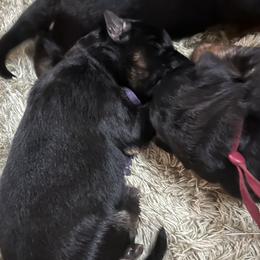 Professor Plum - Black and red male German Shepherd puppy in Purcellville, Virginia from Starry Night German Shepherd Dogs
