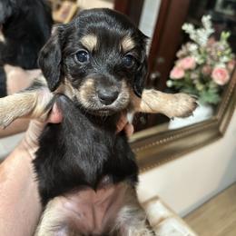 GLO - Black and tan female Dachshund puppy in Ville Platte, Louisiana from Cajun Pawfection