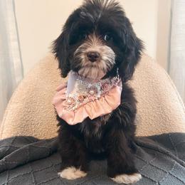 Vera: Hot Pink Collar - Brown and white female Cockapoo puppy in Richmond, Kentucky from The Doting Doodle