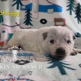 Shaggy - Blue male Australian Cattle Dog puppy in Silsbee, Texas from Rockin ND Ranch