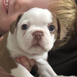 Boston Terriers from Brave Little Bostons in South Carolina