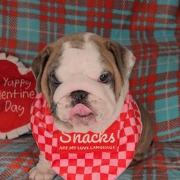 Bulldog Puppies from Illinois Bullies Kennel