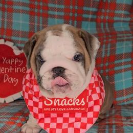Bulldog Puppies from Illinois Bullies Kennel