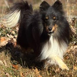 Shdow - Shetland Sheepdog