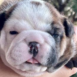 Bulldog puppies from Select Bulldogs