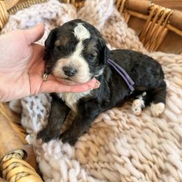Girl 2 - Sable female Bernedoodle puppy in Fort Meade, Florida from Baldwin Dood Ranch