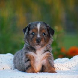Asher - Blue merle male Miniature American Shepherd puppy in Chocowinity, North Carolina from Foxtail Hollow
