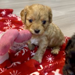 Video Tinsley - Red female Cavapoo puppy in Eatonton, Georgia from TNT Puppies