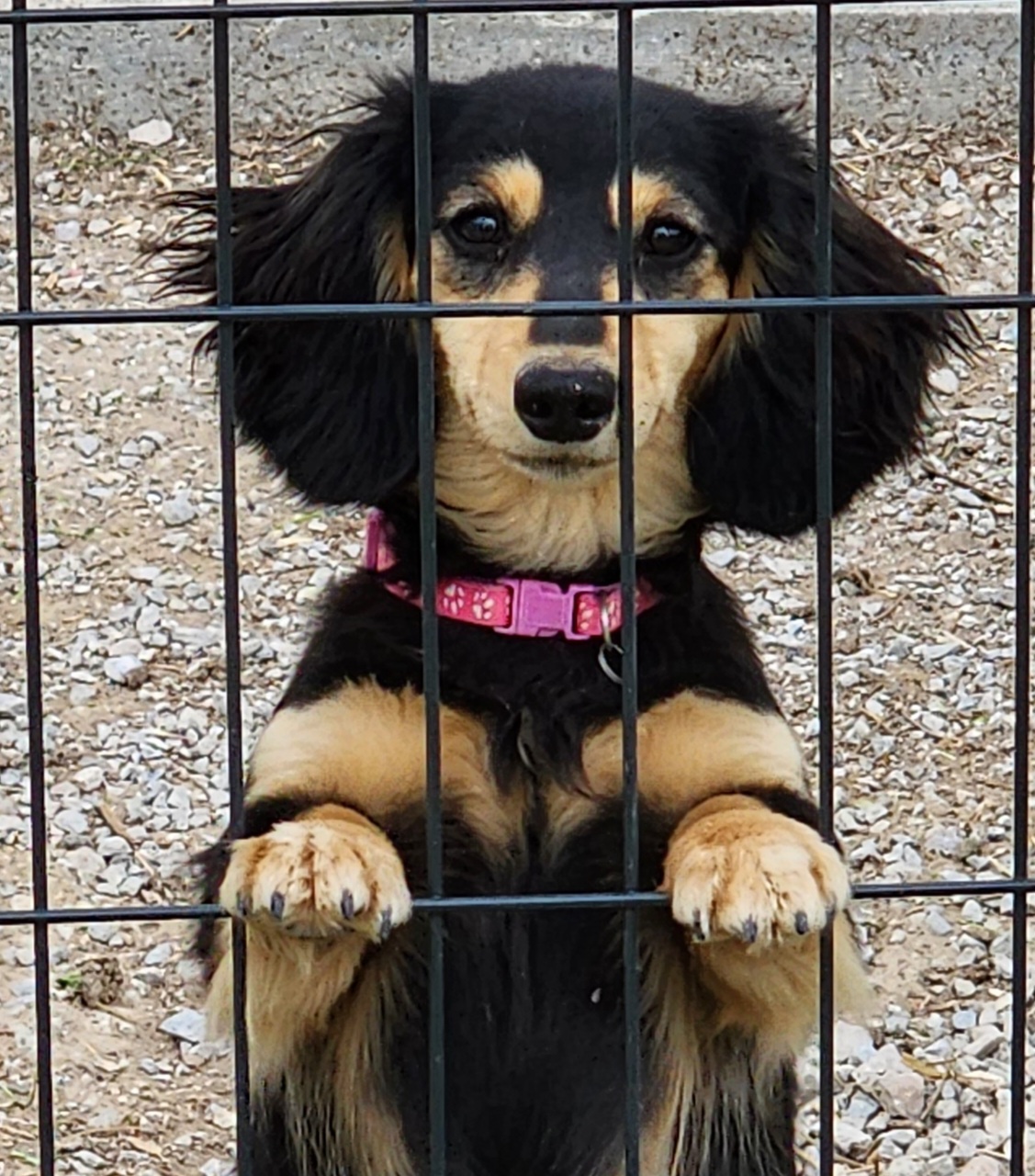 Fiona - Dachshund