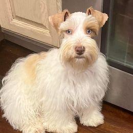 Akari - Miniature Schnauzer