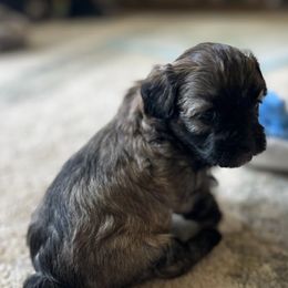Havanese, Havapoo, and Poodle Puppies from Parlor Pups
