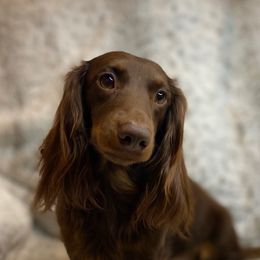 Poe - Chocolate and tan male Dachshund puppy in Pacific, Washington from Han&Jan Doxie’s